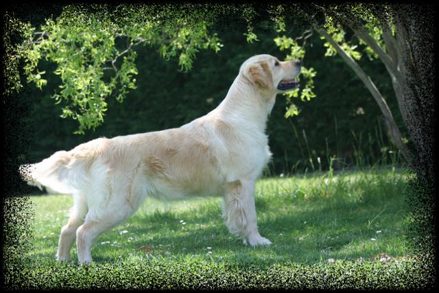 Chanel of lanson fields